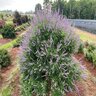 Vitex agnus-castus Queen Bee Chastetree