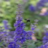 Vitex agnus-castus Queen Bee Chastetree