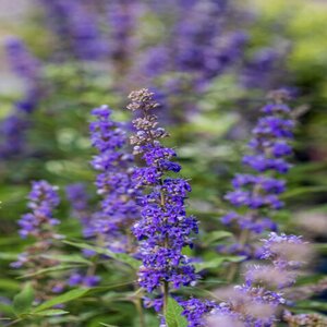Vitex agnus-castus Queen Bee Chastetree