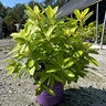 Illicium Parviflorum BananAppeal Anise