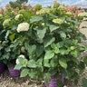 Hydrangea Arborescens FlowerFull Smooth Hydrangea