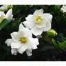 Gardenia jasminoides Sweet Tea First Editions Gardenia True 3 gal. (11.36 L) Container