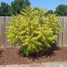Rhus typhina Tiger Eyes First Editions Cut-Leaf Staghorn Sumac