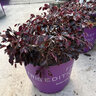 Loropetalum chinense var. rubrum Crimson Fire First Editions Fringe Flower