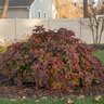 Hydrangea quercifolia Jetstream First Editions Oakleaf Hydrangea