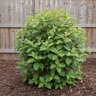 Viburnum X Spring Lace Viburnum