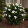 Gardenia jasminoides Double Mint First Editions Cape Jasmine