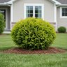 Thuja occidentalis Planet Earth First Editions American Arborvitae