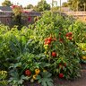 FoxFarm Happy Frog Tomato & Vegetable Fertilizer 4 lb. Bag