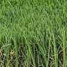 GST Premium M Blade-60 Synthetic Turf 60 oz. Lime Green/Field Green Blades, Brown/Green Thatching
