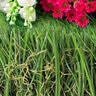GST Premium M Blade-60 Synthetic Turf 60 oz. Lime Green/Field Green Blades, Brown/Green Thatching