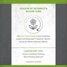 Distylium Myricoides Bluescape Distylium
