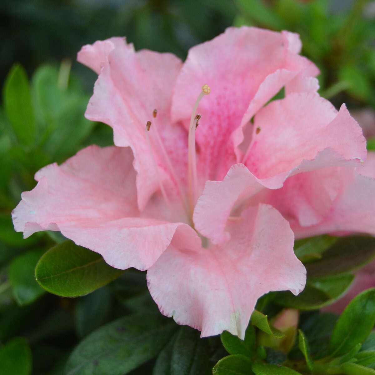 Rhododendron X Bloom-A-Thon Blush Elegance Azalea | SiteOne US