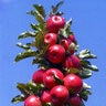 Malus X Domestica Urban Apples Tasty Red Columnar Apple