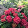 Hydrangea Macrophylla Fuchsia Glow Garden Debut Big Leaf Hydrangea 3 gal. Container