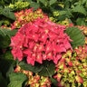 Hydrangea Macrophylla Fuchsia Glow Garden Debut Big Leaf Hydrangea 3 gal. Container