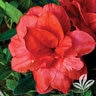 Rhododendron X Bloom-A-Thon Coral Amazement Azalea