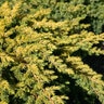 Juniperus conferta Golden Pacific Garden Debut Shore Juniper 2 gal. Container