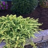 Juniperus conferta Golden Pacific Garden Debut Shore Juniper 2 gal. Container