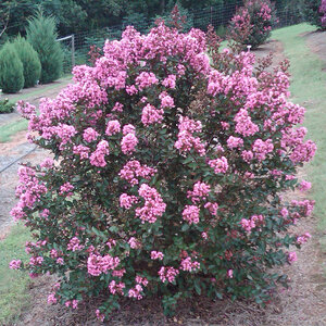 Lagerstroemia X Enduring Summer Pink Garden Debut Crape Myrtle 7 gal. Container