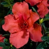 Rhododendron x Bloom-A-Thon Firebrick Fame Garden Debut Azalea