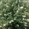 Buddleia X Vanilla Treat Butterfly Bush