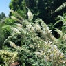 Buddleia X Vanilla Treat Butterfly Bush