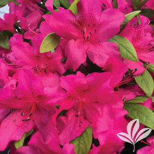 Rhododendron X Bloom-A-Thon Purple Spectacular Azalea