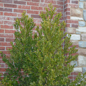 Prunus Caroliniana Centre Court Cherry Laurel