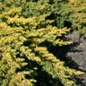 Juniperus conferta Golden Pacific Garden Debut Shore Juniper 1 gal. Container