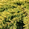 Juniperus conferta Golden Pacific Garden Debut Shore Juniper 1 gal. Container