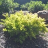 Ilex vomitoria Eureka Gold Garden Debut Dwarf Yaupon Holly