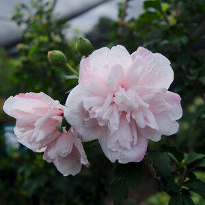 Hibiscus Syriacus Strawberry Smoothie Rose of Sharon