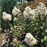 Lagerstroemia x Enduring White Garden Debut Crape Myrtle