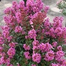 Lagerstroemia X Enduring Summer Lavender Crape Myrtle