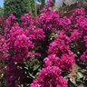 Lagerstroemia X Enduring Summer Lavender Crape Myrtle