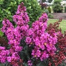 Lagerstroemia X Enduring Summer Lavender Crape Myrtle