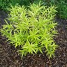 Salix Sachalinensis Golden Sunshine Garden Debut Willow Tree Form Standard 7 gal. (24.32 L) Container