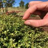 Ilex Vomitoria Micron Garden Debut Dwarf Yaupon Holly 3 gal. Container