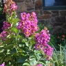Lagerstroemia x Princess Jaden Crape Myrtle