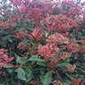 Photinia Glabra Parsur Red Fury Photinia