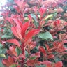 Photinia Glabra Parsur Red Fury Photinia