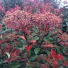 Photinia Glabra Parsur Red Fury Photinia
