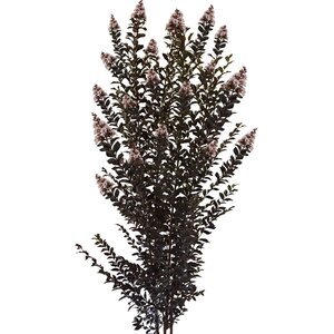 Lagerstroemia X Thunderstruck White Lightning Crape Myrtle