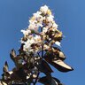 Lagerstroemia X Thunderstruck White Lightning Garden Debut Crape Myrtle 45 gal. Container