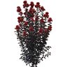 Lagerstroemia X Thunderstruck Rumblin Red Crape Myrtle