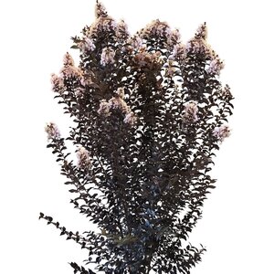 Lagerstroemia x Thunderstruck White Flash Garden Debut Crape Myrtle
