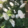 Hydrangea quercifolia Alice N' Wonderland Oakleaf Hydrangea