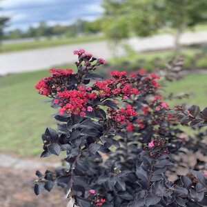 Lagerstroemia X Thunderstruck Ruby Crape Myrtle