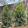 Prunus Caroliniana Everbrite Cherry Laurel